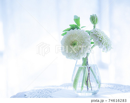 テーブル花「白いガーベラ」 74616283