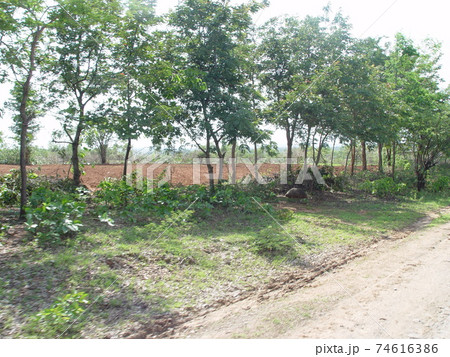 幹線道路脇･原野（マンダレー-バガン間／ミャンマー） 74616386