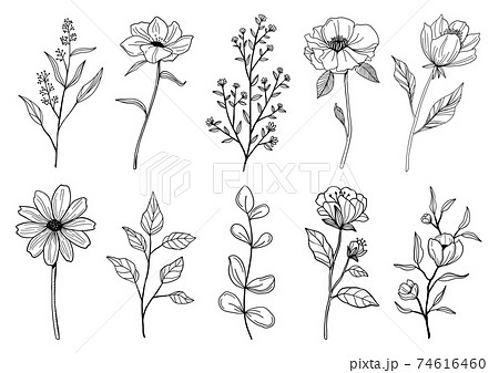 花と植物の線画イラストのイラスト素材
