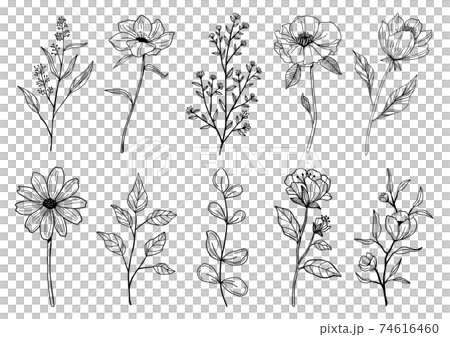 花と植物の線画イラスト 74616460