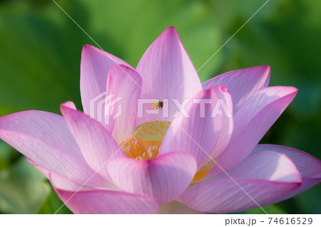 蓮の花とミツバチ 蓮の花とミツバチ 74616529