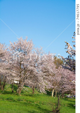 春の青空とサクラが満開の公園 春の青空とサクラが満開の公園 74617795