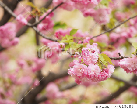 大阪造幣局桜の通り抜けで見られる桜の花 74618089