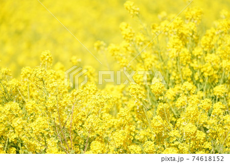 一面の菜の花 74618152