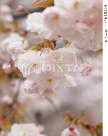 大阪造幣局桜の通り抜けで見られる桜の花 74618354