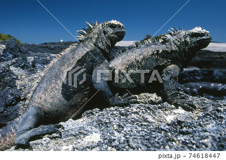 ウミイグアナ 74618447