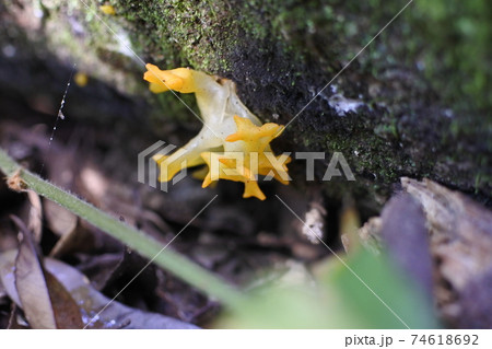 コガネニカワタケ　花びら状の黄色いキノコ。森の中で目立つ。 74618692