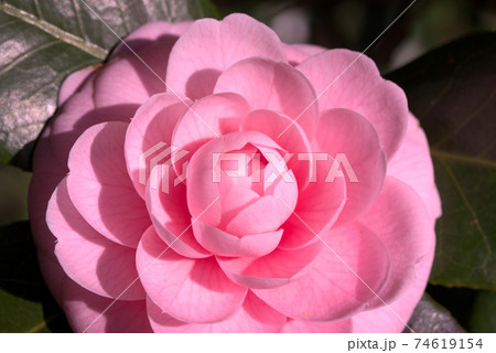 ピンクの乙女椿 74619154