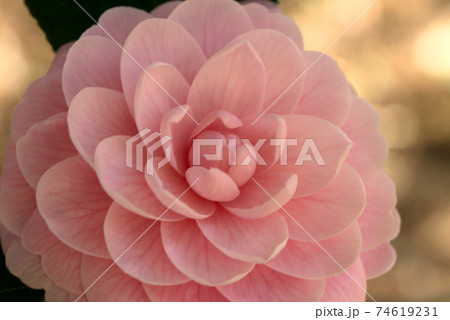 ピンクの乙女椿 74619231