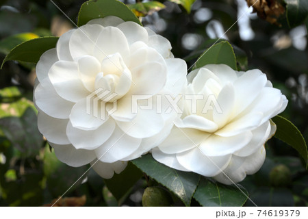 並んで咲く白い椿 74619379