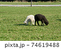 牧場で白と黒の子羊が草を食べている（服部牧場） 74619488