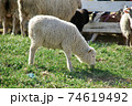 牧場で草を食べている白い羊（服部牧場） 74619492