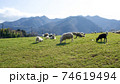 牧場と羊と丹沢山（服部牧場） 74619494