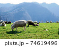 牧場と羊と丹沢山（服部牧場） 74619496