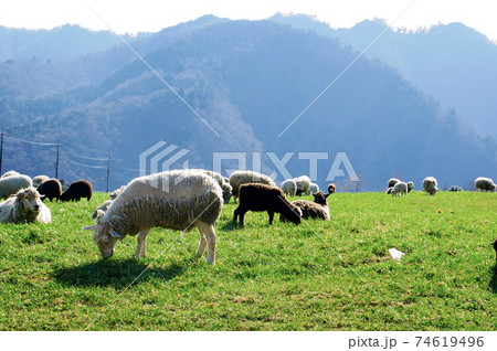 牧場と羊と丹沢山(服部牧場) 牧場と羊と丹沢山(服部牧場) 74619496