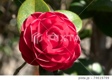 赤い椿の花 74619799
