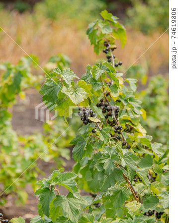 Black and juicy fresh blackcurrant berries growing on the plant. 74619806