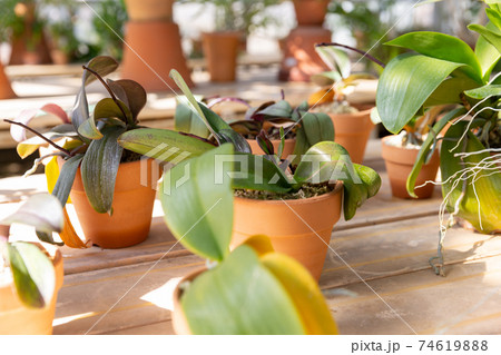 日なたに並んだ観葉植物の鉢植え ランの株分け 日なたに並んだ観葉植物の鉢植え ランの株分け 74619888