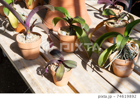 日なたに並んだ観葉植物の鉢植え ランの株分け 74619892
