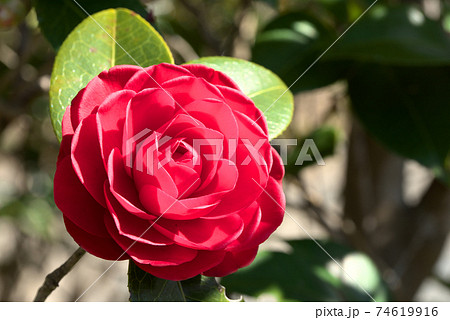 赤い椿の花 74619916