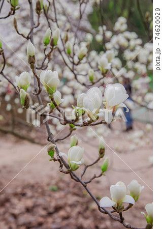 Large pink and white magnolia trees bloom in a park on a spring day. 74620029