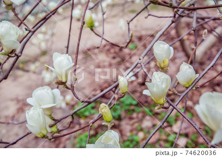 Large pink and white magnolia trees bloom in a park on a spring day. 74620036