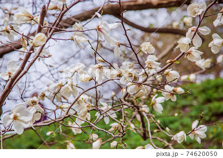Large pink and white magnolia trees bloom in a park on a spring day. 74620050