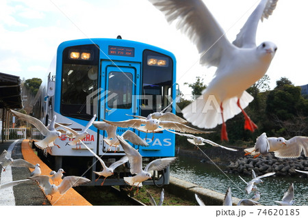 ユリカモメと鉄道 74620185