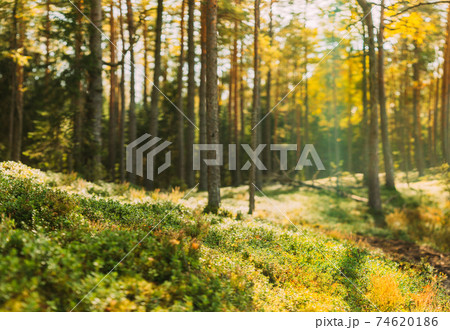 Nature Green Natural Blurred Background Of Out Of Focus Forest. Bokeh, Boke Woods With Sunlight Colors Absract Background. Blur Pine Trees Trunks. Woods In Coniferous Forest. Autumn Pinewood 74620186