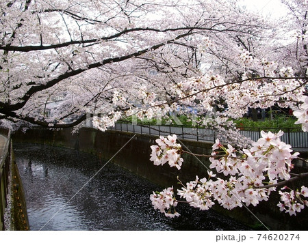 桜2 74620274