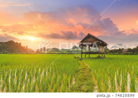 Rice paddy field lanscape with warm sky color. 74620899