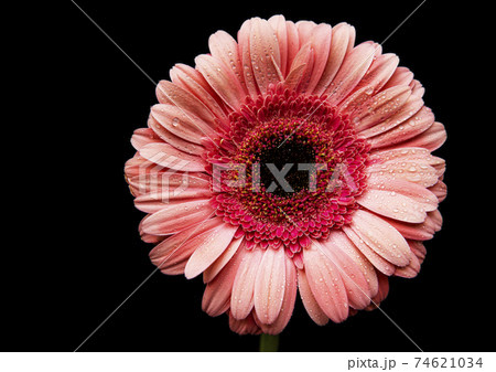 Bright gerbera flower on a black background Bright gerbera flower on a black background 74621034