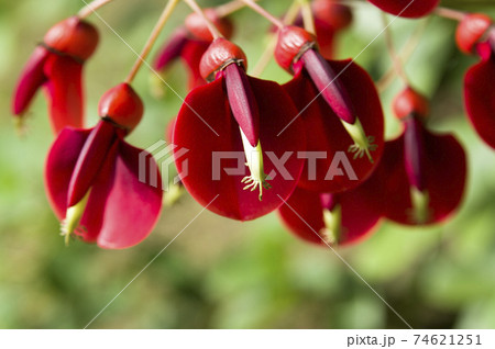 アメリカデイゴの木が赤い花を咲かせています。 74621251