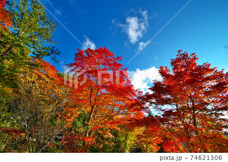紅葉 白樺湖 紅葉 白樺湖 74621306