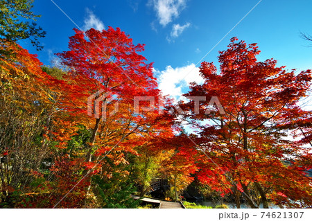 紅葉 白樺湖 紅葉 白樺湖 74621307