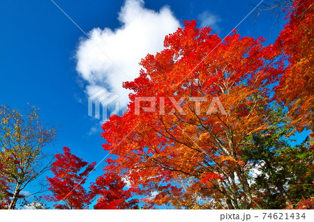 紅葉 白樺湖 紅葉 白樺湖 74621434