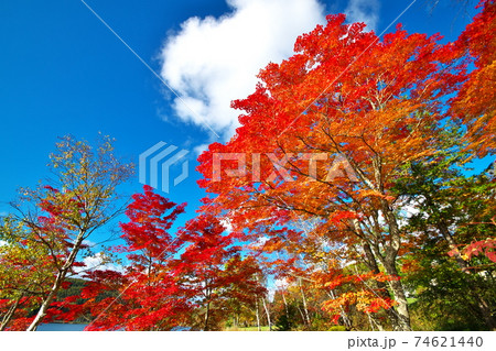 紅葉 白樺湖 紅葉 白樺湖 74621440