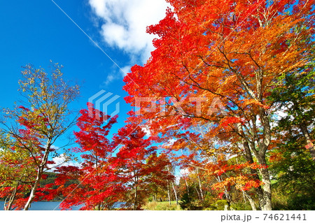 紅葉 白樺湖 紅葉 白樺湖 74621441