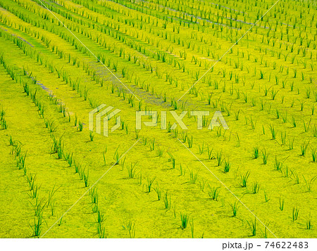 田んぼのウキクサの写真素材