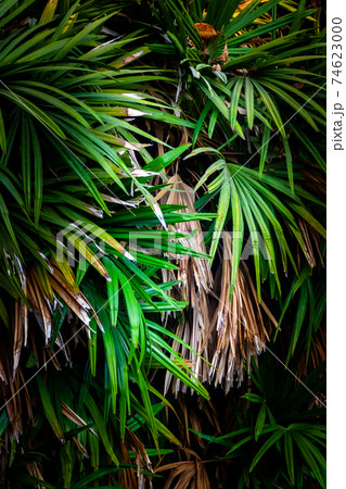 Tree Palm leaves pattern for nature background, Tropical jungles of Southeast Asia in august 74623000