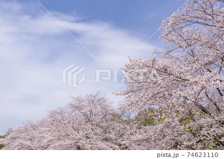 さくら さくら 74623110