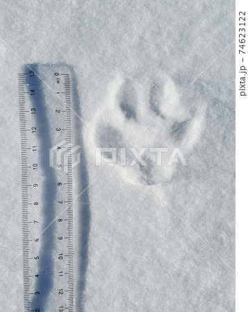 雪の上のフットプリントの大きさを定規で測る(キツネの足跡) 74623122