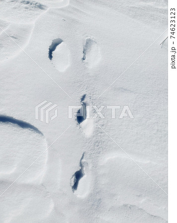 雪の上に残されたノウサギのフットプリント 雪の上に残されたノウサギのフットプリント 74623123