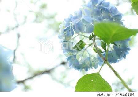 下から見た紫陽花3 下から見た紫陽花3 74623294