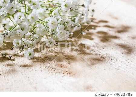 かすみ草 ナチュラルな花の背景素材の写真素材