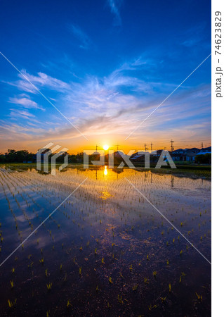 水田と夕陽 水田と夕陽 74623829