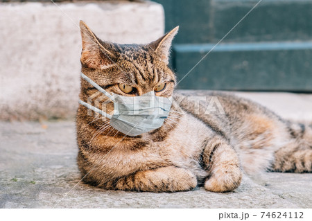 Cat in a medical mask quarantined on the street. Cat in a medical mask quarantined on the street. 74624112