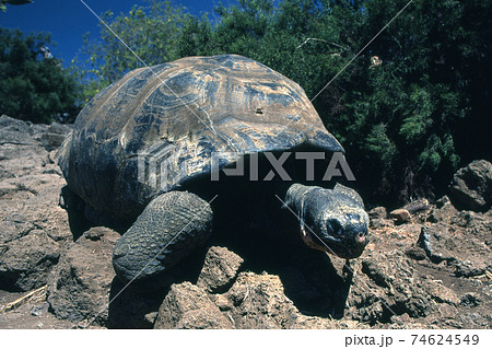 ガラパゴスゾウガメ 74624549