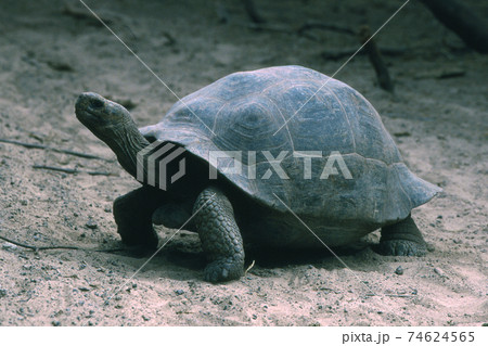 ガラパゴスゾウガメ 74624565