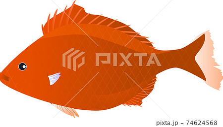 熱帯の可愛い赤い魚のイラスト素材